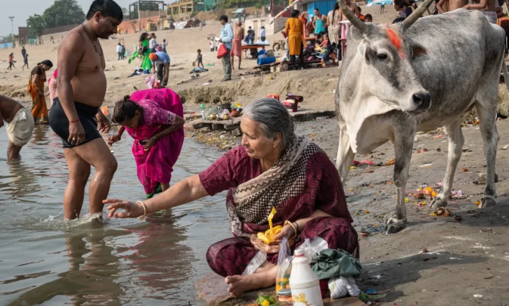 Why an email about cows is intensifying concerns about academic freedom in India