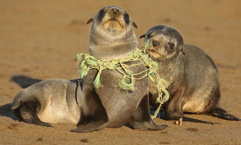 From seabirds to sea turtles: the fatal toll of plastic revealed