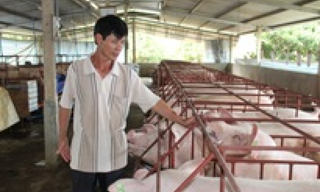 Giá heo hơi hôm nay, 18-11: Tăng mạnh ở nhiều nơi