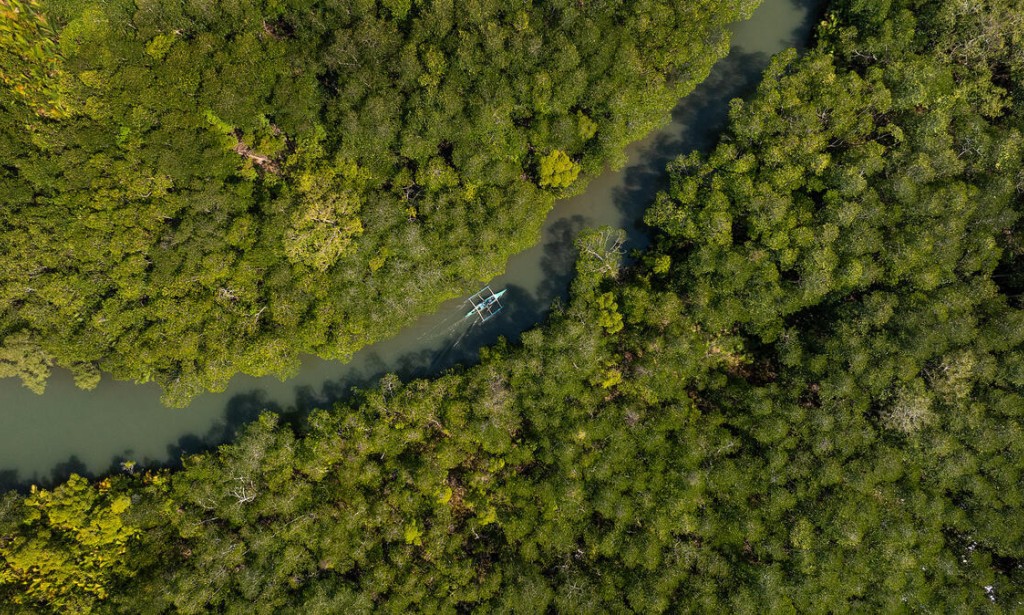 COP30: FAO’s AIM4Forests secures long-term financial support from the United Kingdom