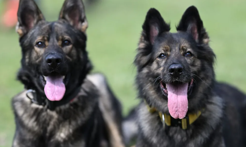 Police investigate theft of four dogs from Malawi presidential palace