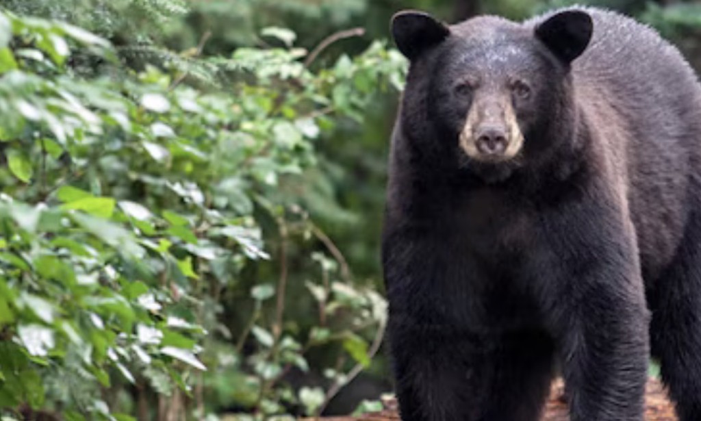 What is it like to live alongside bears?