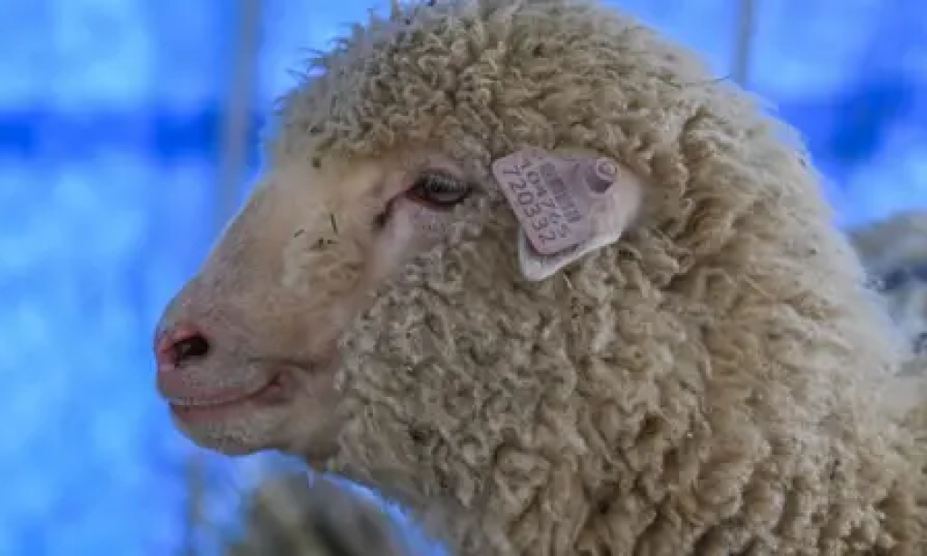 India's first gene-edited sheep just turned one. How's it doing?