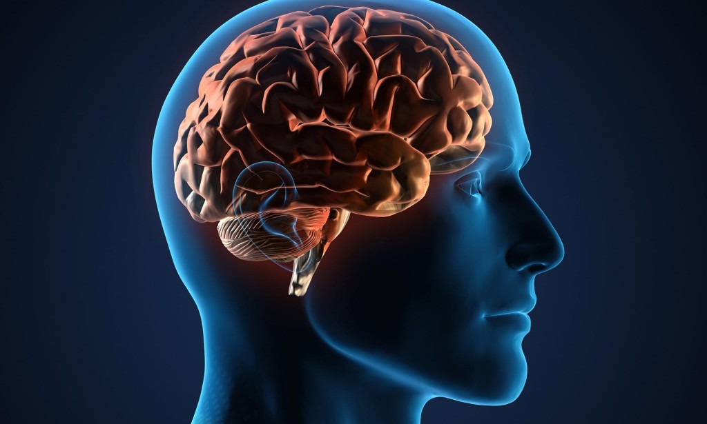 This New Tool Lets Scientists Watch the Brain Think