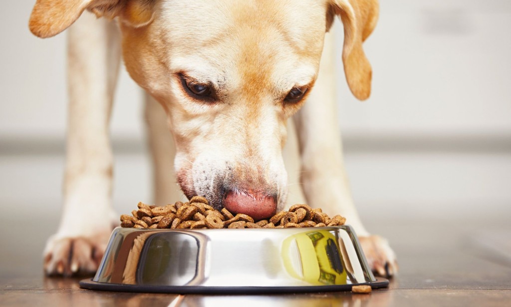 Time for your dog to go vegan? Canine food counts for 1% of UK greenhouse gas emissions, survey shows