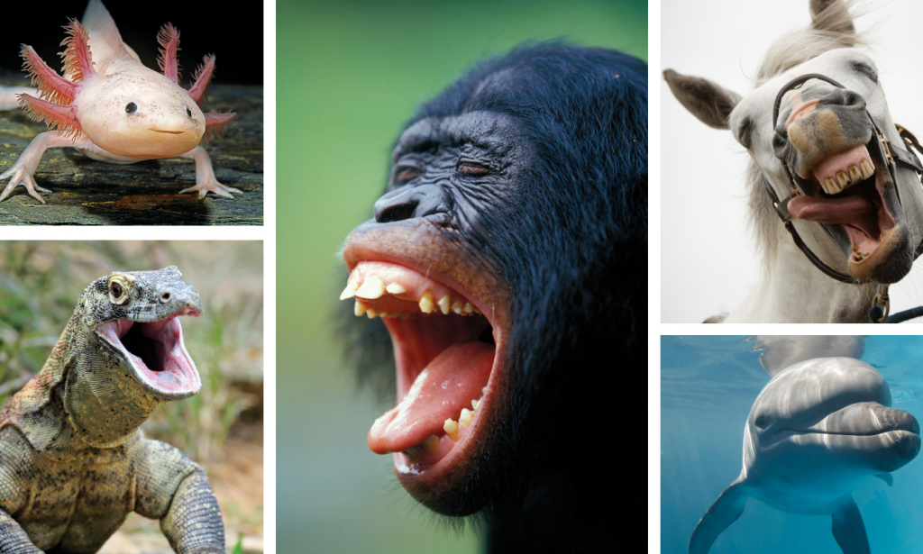 Animals experience joy. Scientists want to measure it